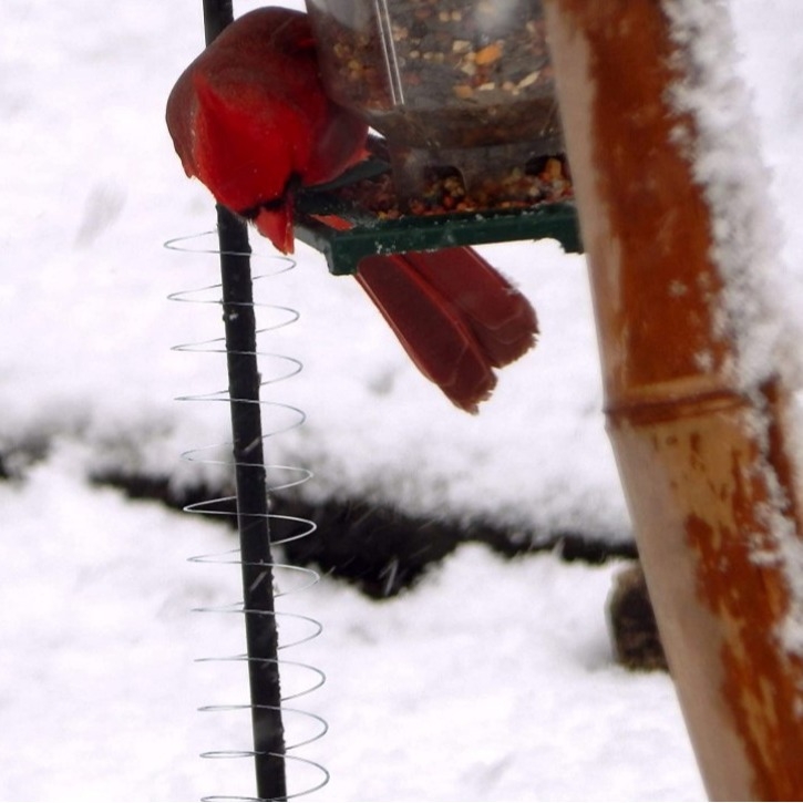 Squirrel Baffle – (неръждаема стомана; за птици; Бранд East Yoke Trading)