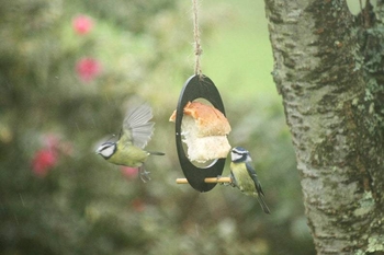 Krmilica za ptice za kolibri, viseća, metalni ukras