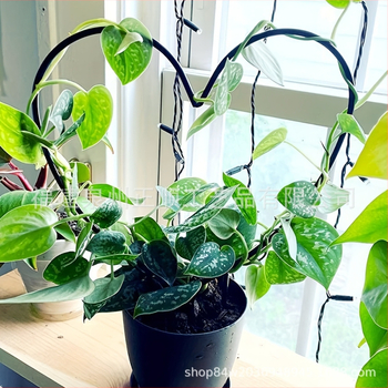 Μεταλλική στήριξη για αμπέλια αναρρίχηση με καρδιά-σχήματος στηρίγμα για κήπο και μπαλκόνι – Zhengshun, μέταλλο, ημιχειροκίνητη και ημιμηχανική παραγωγή, δυνατότητα προσαρμογής.