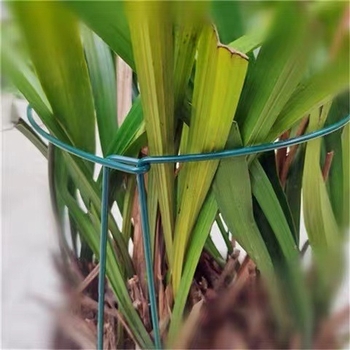 Κηποτεχνικός στύλος για υποστήριξη φυτών, από ατσάλι Q195 με επικάλυψη PE, για κήπο — Yuchi Gardening