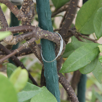 Zhixiao Κηπουρικό Σύστημα Στήριξης – Σετ για οικιακή κηπουρική με ιμάντα σύνδεσης, γαλβανισμένο μέταλλο με πλαστικό επίχρισμα, για στερέωση φυτών