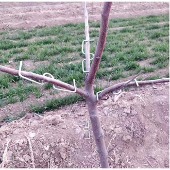 Τριμελές σετ εργαλείων διαμόρφωσης κλάδων και μπονσάι για τριανταφυλλιές και δέντρα με σχήμα Μ, εσπεριδοειδή και ρόδια