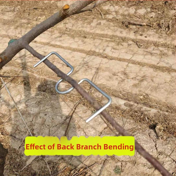 Τριμελές σετ εργαλείων διαμόρφωσης κλάδων και μπονσάι για τριανταφυλλιές και δέντρα με σχήμα Μ, εσπεριδοειδή και ρόδια