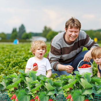 Στήριγμα τετράγωνης ταψί φράουλας για υδροπονία, PP υλικό, βάση στήριξης φυτών