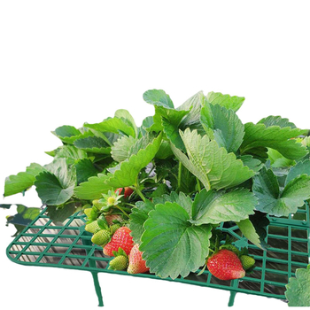 Στήριγμα τετράγωνης ταψί φράουλας για υδροπονία, PP υλικό, βάση στήριξης φυτών