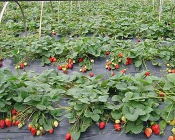 Πλαστικό στήριγμα φυτών με σύστημα δίσκου/ράβδων, κατασκευασμένο με έγχυση πλαστικού, ανθεκτικό στη διάβρωσή, μοντέρνος σχεδιασμός με δυνατότητα συναρμολόγησης, κατάλληλο για οικιακή κηπουρική, κήπο μπαλκονιού και καλλιέργεια φραουλών.