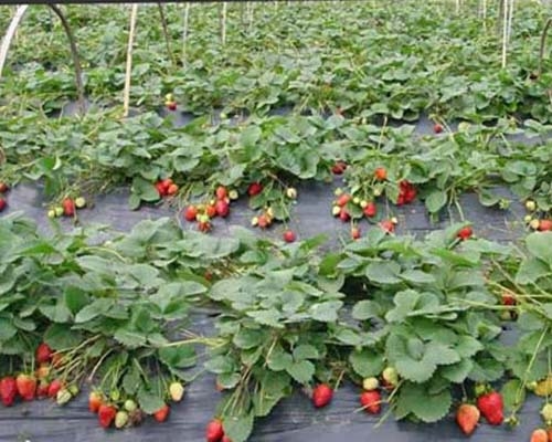 Suport din plastic pentru plante cu sistem de tavă/ramă, realizat prin injecție, rezistent la coroziune, design modular pentru grădinărit în casă, grădină pe balcon și cultivarea căpșunilor.