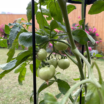Κηπουρική Βάση Φυτών – Σιδερένια Κατασκευή, Βάση Δαπέδου, Μετακινούμενο, Απλός Σχεδιασμός, Για Αναρριχητικά Φυτά