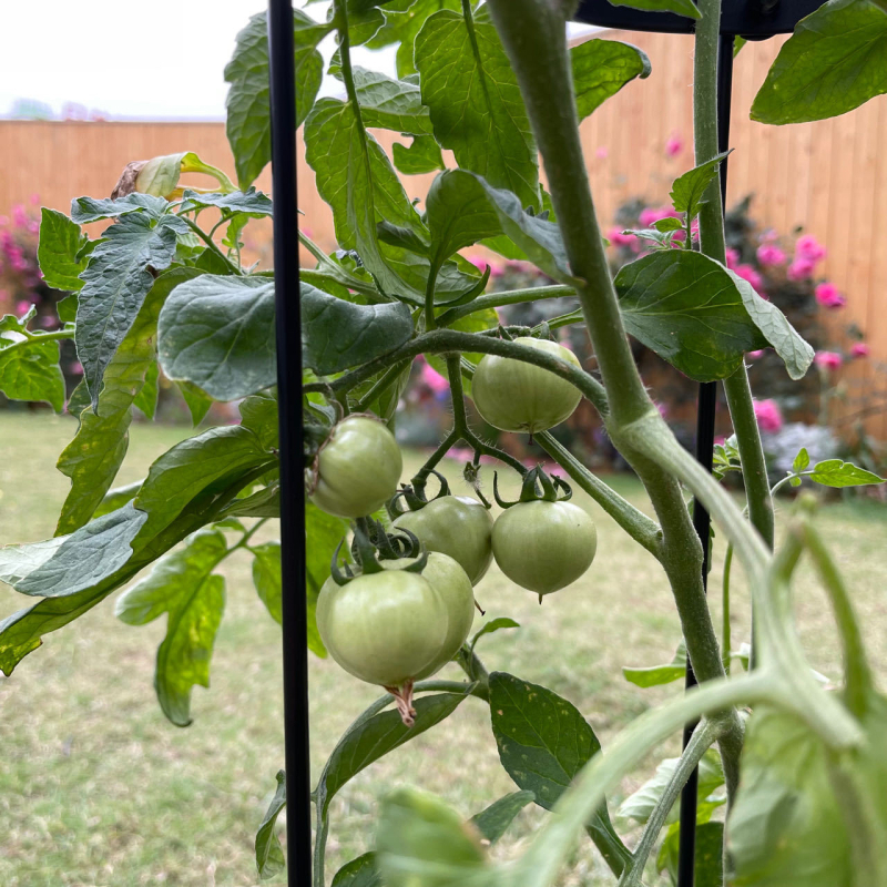 Kerti növényállvány – Vasból, padlón álló, mozgatható, egyszerű stílus, kapaszkodó növényekhez