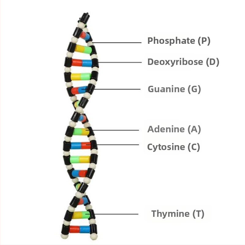 ДНК модел за двойна спирала за обучение по биология (TA0000; Пластмаса; ZT; Висококачествени продукти; биология в старшата гимназия)