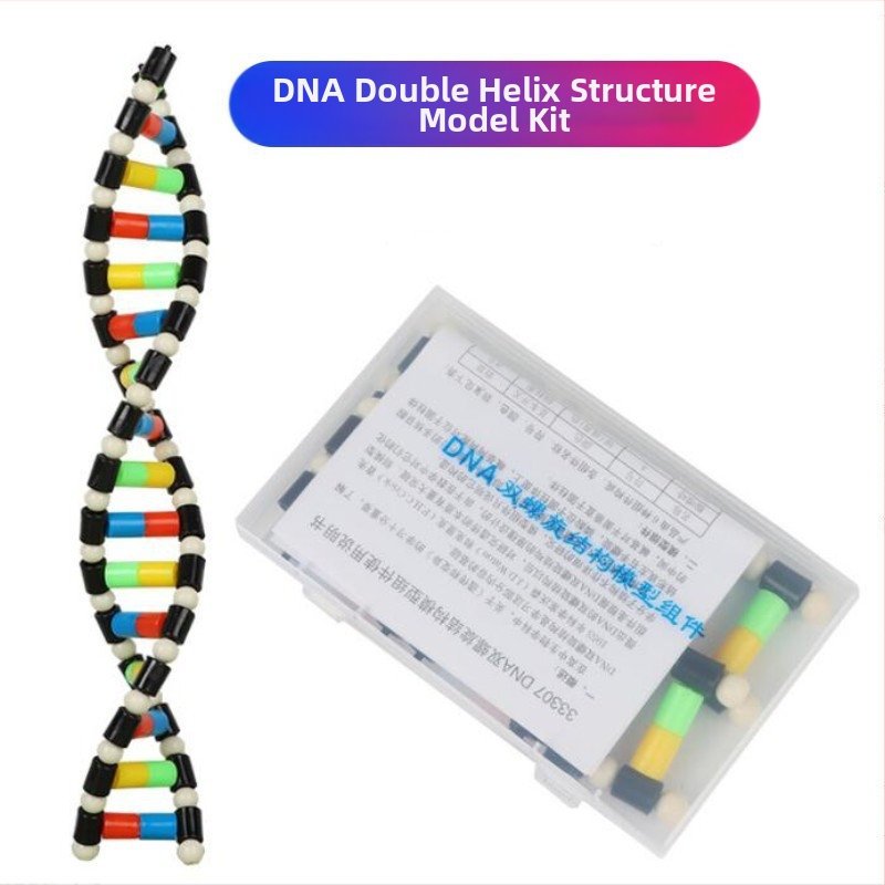 ДНК модел за двойна спирала за обучение по биология (TA0000; Пластмаса; ZT; Висококачествени продукти; биология в старшата гимназия)