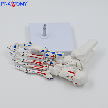 PNATOMY модел на костите на крака със ставата на глезена и метатарзални кости — PVC учебно пособие, 1 бр
