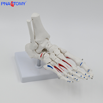PNATOMY модел на костите на крака със ставата на глезена и метатарзални кости — PVC учебно пособие, 1 бр