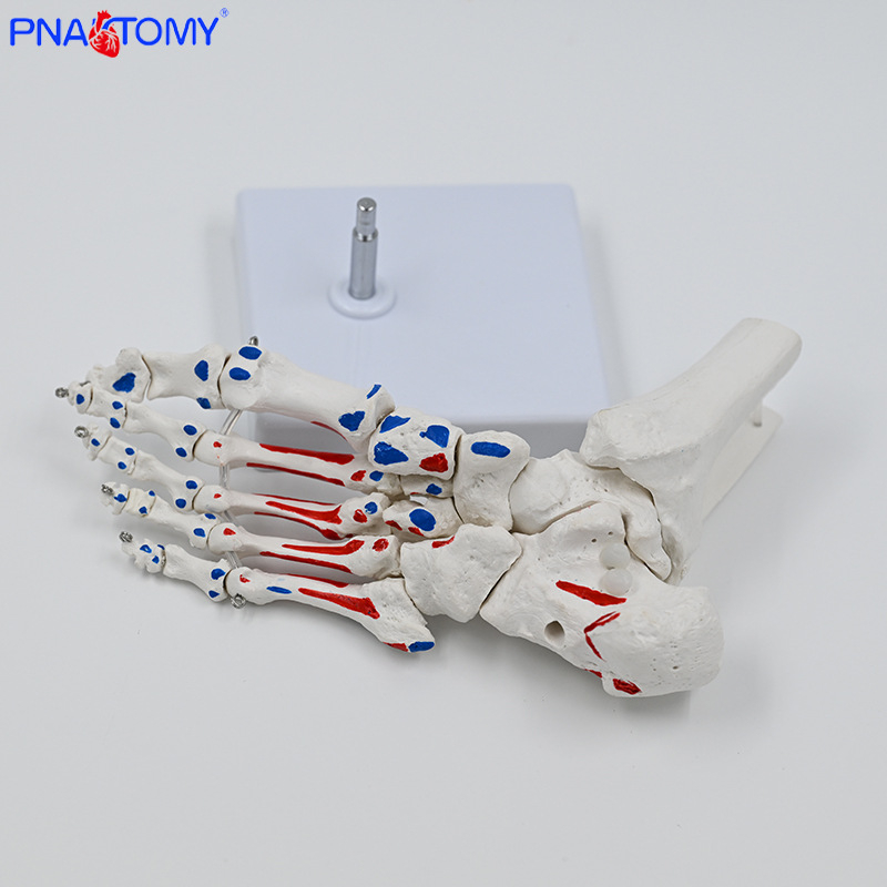 PNATOMY модел на костите на крака със ставата на глезена и метатарзални кости — PVC учебно пособие, 1 бр