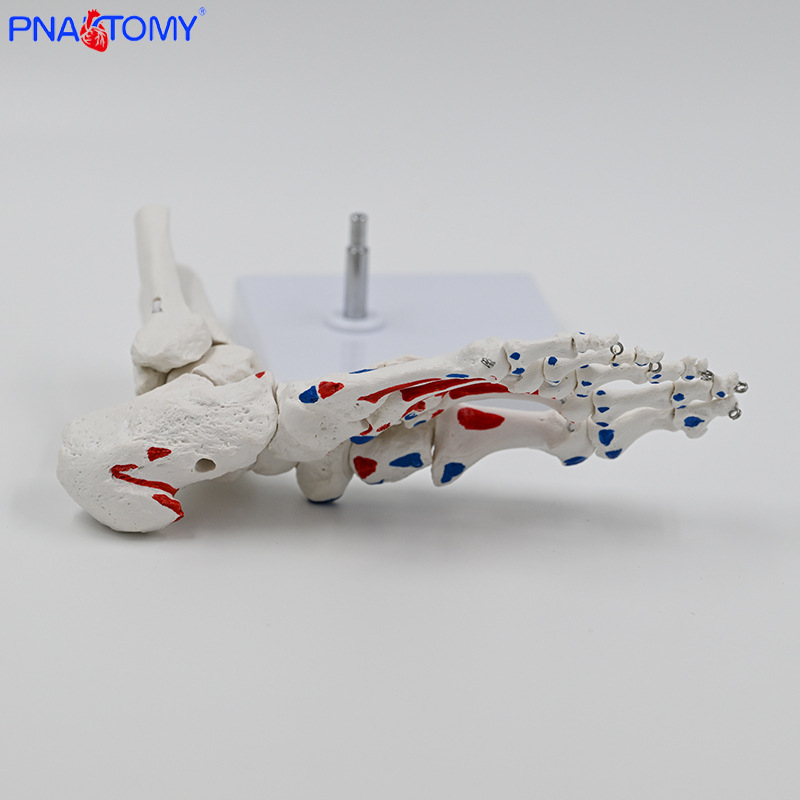 PNATOMY модел на костите на крака със ставата на глезена и метатарзални кости — PVC учебно пособие, 1 бр