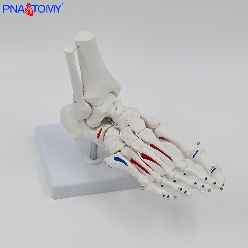 PNATOMY модел на костите на крака със ставата на глезена и метатарзални кости — PVC учебно пособие, 1 бр