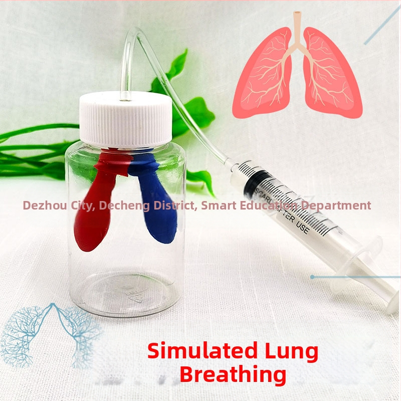 Plastmasas izglītojošs modelis elpošanas simulācijai, bioloģija/ķīmija, DIY montāža, vecums 7–14 gadi, Honeycomb Maze