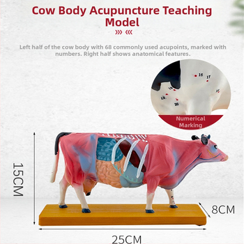 Модел за анатомия и акупунктура на крави