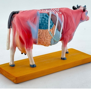 Модел за анатомия и акупунктура на крави