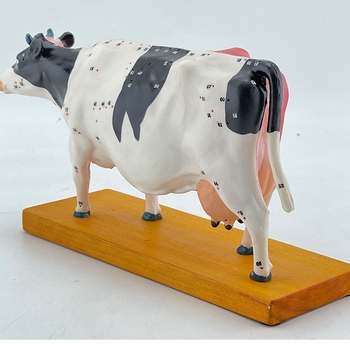 Модел за анатомия и акупунктура на крави