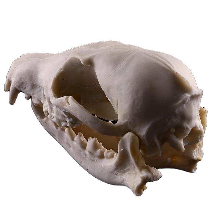 Rushen Rókacsontból készült modell – gyanta, modern állati dekoráció