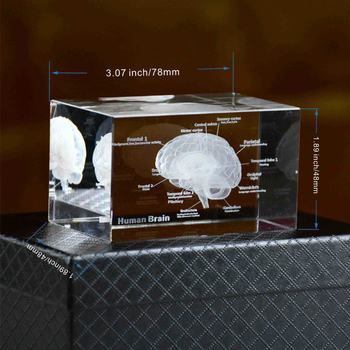 Анатомичен модел мозък и сърце - 3D кристално вътрешно гравиране, медицински образец, Beyond, кристал