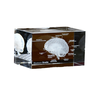 Анатомичен модел мозък и сърце - 3D кристално вътрешно гравиране, медицински образец, Beyond, кристал