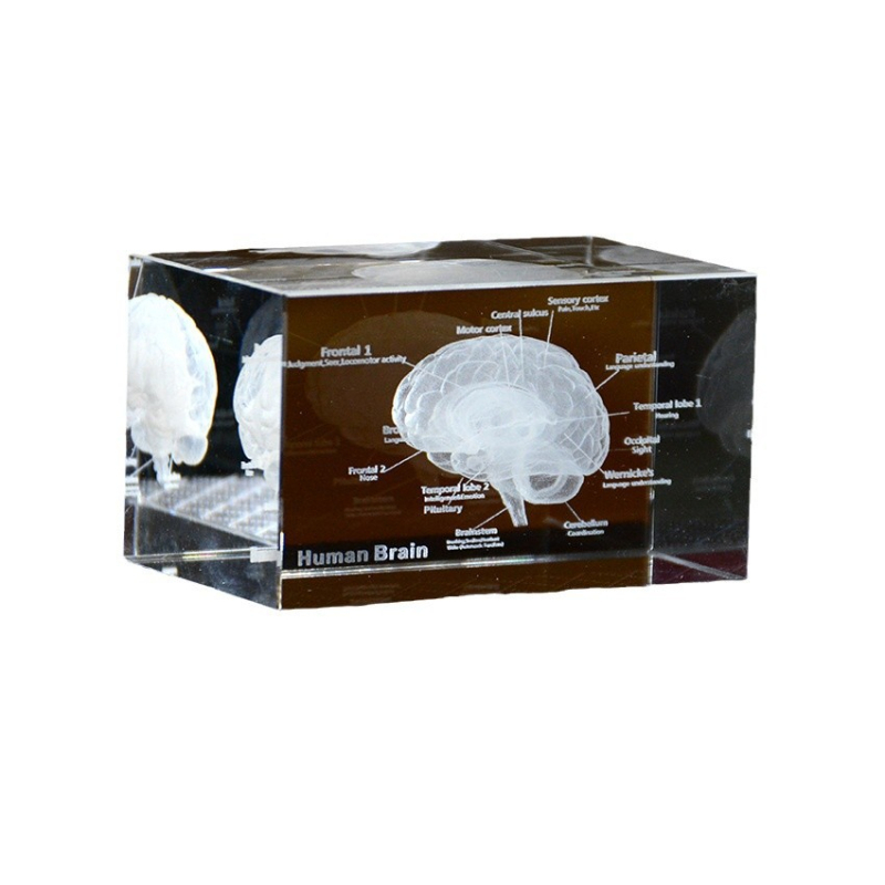 Анатомичен модел мозък и сърце - 3D кристално вътрешно гравиране, медицински образец, Beyond, кристал