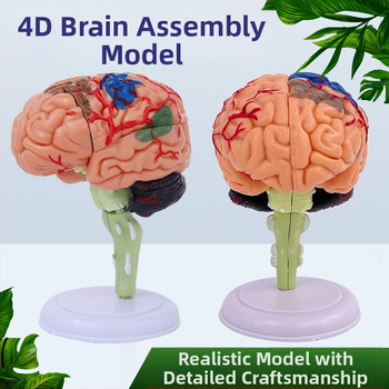 4D сглобяем модел на човешки мозък за мозъчна анатомия и обучение по неврология