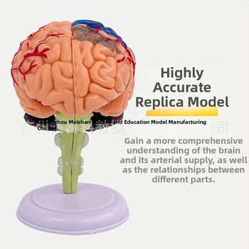 4D сглобяем модел на човешки мозък за мозъчна анатомия и обучение по неврология