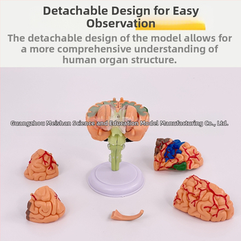 4D сглобяем модел на човешки мозък за мозъчна анатомия и обучение по неврология