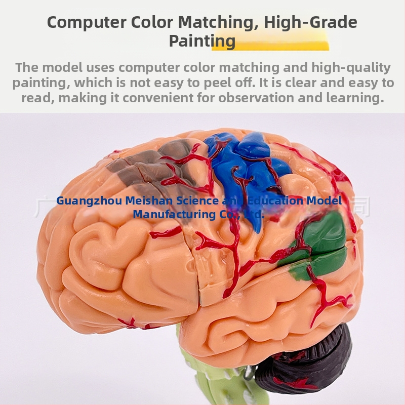 4D сглобяем модел на човешки мозък за мозъчна анатомия и обучение по неврология