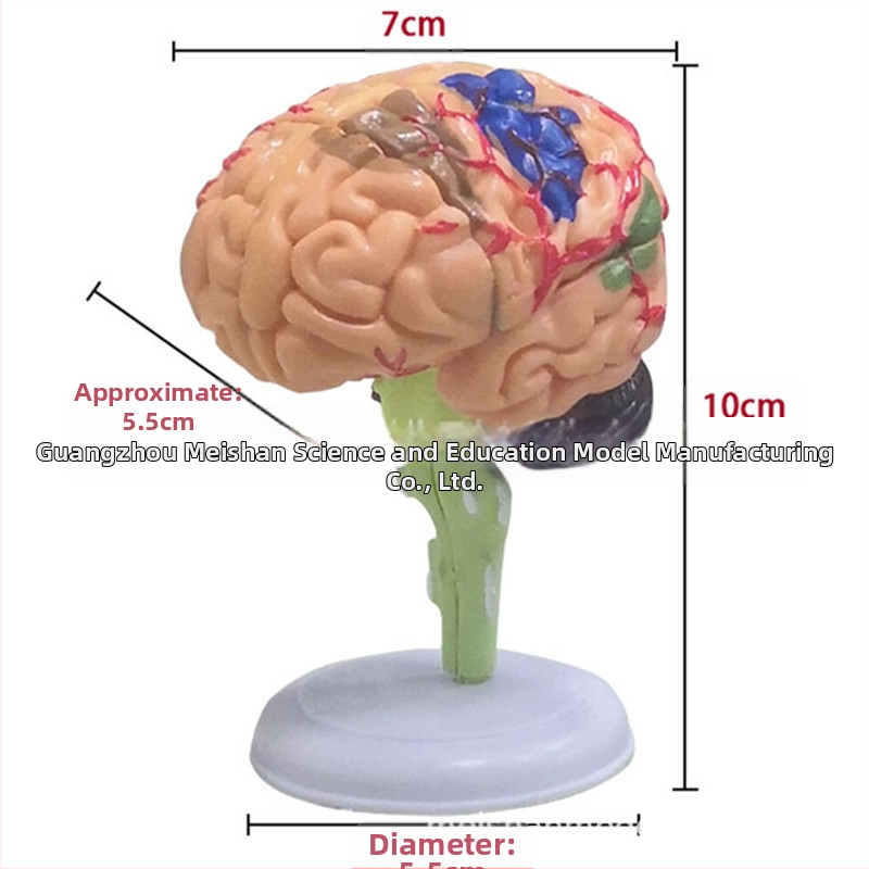 4D сглобяем модел на човешки мозък за мозъчна анатомия и обучение по неврология
