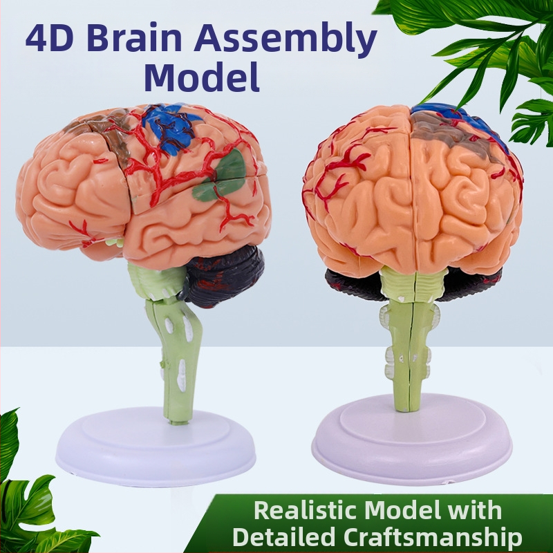 4D сглобяем модел на човешки мозък за мозъчна анатомия и обучение по неврология