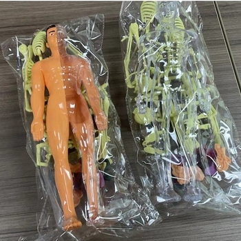 Cilvēka orgānu modele izglītošanai, PVC, DIY komplekts, 29 gab., vecums 7–14 gadi