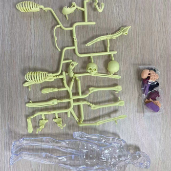 Cilvēka orgānu modele izglītošanai, PVC, DIY komplekts, 29 gab., vecums 7–14 gadi