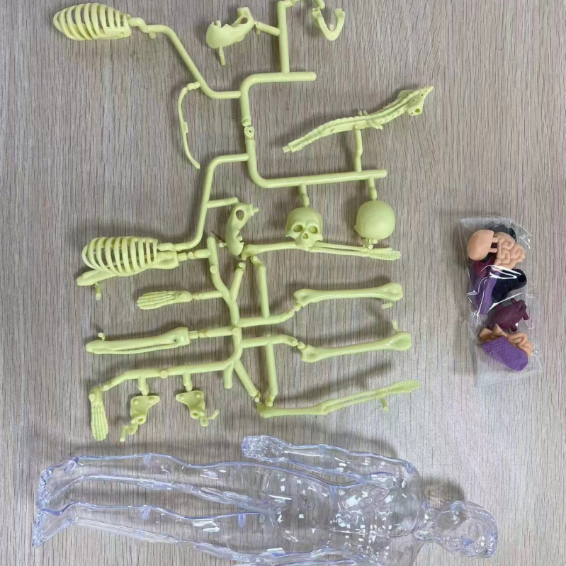 Cilvēka orgānu modele izglītošanai, PVC, DIY komplekts, 29 gab., vecums 7–14 gadi