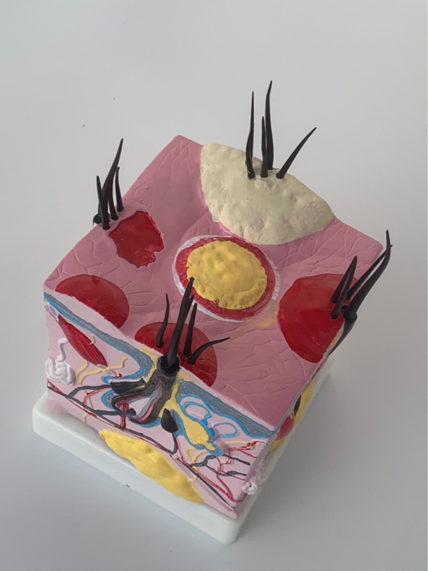 Μοντέλο δέρματος σκύλου με τρίχωμα, παθήσεις από δαγκώματα ψύλλων και ανατομία δέρματος με καρδιά