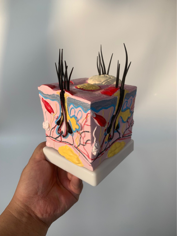 Μοντέλο δέρματος σκύλου με τρίχωμα, παθήσεις από δαγκώματα ψύλλων και ανατομία δέρματος με καρδιά