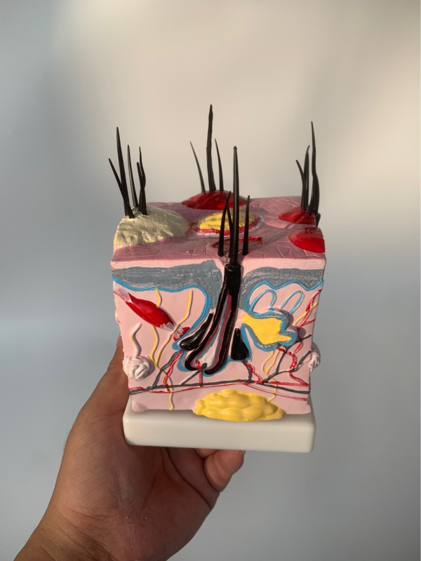 Μοντέλο δέρματος σκύλου με τρίχωμα, παθήσεις από δαγκώματα ψύλλων και ανατομία δέρματος με καρδιά