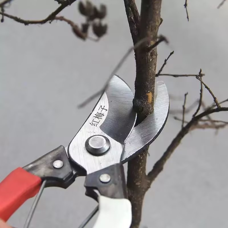 Gyümölcsfa metsző olló, munkaerő-megtakarító kialakítás, nyitás 50