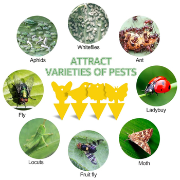 Ακανόνιστος κολλητικός δίσκος για έντομα, διπλής όψεως από PP, παγίδα εντόμων για φρούτα, κωδικός προϊόντος syh912554