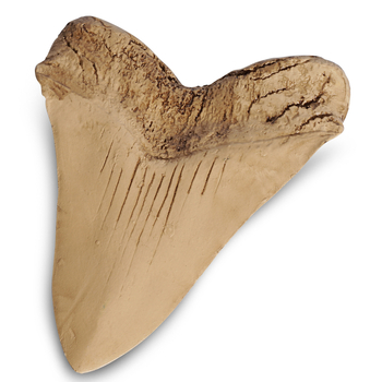 Διακοσμητικό ειδώλιο από ρητίνη με μίμηση δοντιών καρχαρία, Yuhao, αγροτικό στυλ, κατηγορία δείγμα, υλικό: συνθετική ρητίνη