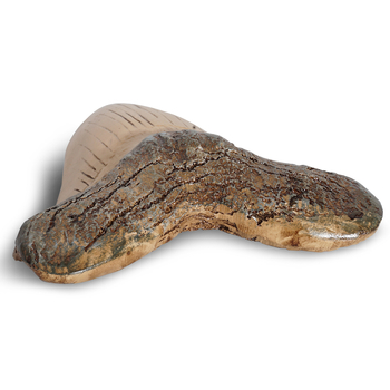 Διακοσμητικό ειδώλιο από ρητίνη με μίμηση δοντιών καρχαρία, Yuhao, αγροτικό στυλ, κατηγορία δείγμα, υλικό: συνθετική ρητίνη