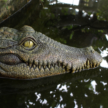 Πλωτή διακοσμητική φιγούρα κεφαλής κροκοδειλιού από ρητίνη για εξωτερικούς κήπους και ενυδρεία – μοντέρνο μινιμαλιστικό στυλ