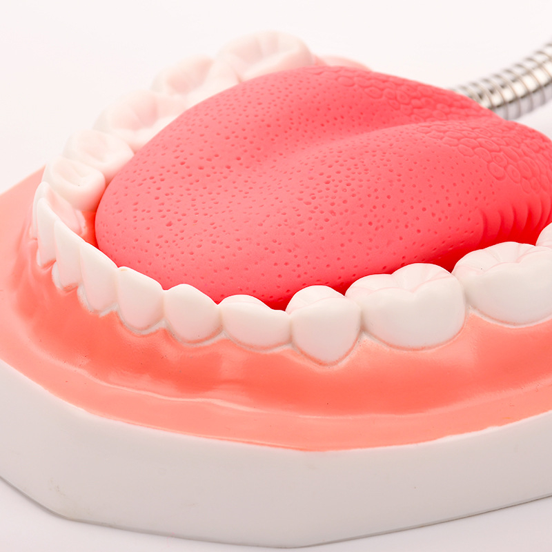 Дентален обучителен модел със език, Meltlove, пластмасов, пакет 20 броя, за учебни демонстрации