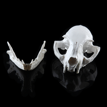 Κρανίο γάτας από ρητίνη - Συνθετική ρητίνη, Μοντέρνο σχέδιο τέχνης, Διακόσμηση ζώων, μάρκα Rushen