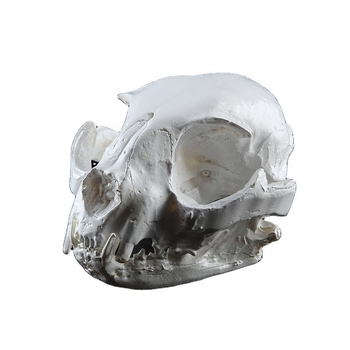 Κρανίο γάτας από ρητίνη - Συνθετική ρητίνη, Μοντέρνο σχέδιο τέχνης, Διακόσμηση ζώων, μάρκα Rushen