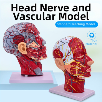 Модел на глава и шия за анатомия с мозъносъдова и лицево-невроваскуларна структура (Марка: Blue Butterfly; Материал: винил; Категория: Глава)