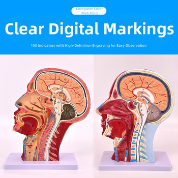 Модел на глава и шия за анатомия с мозъносъдова и лицево-невроваскуларна структура (Марка: Blue Butterfly; Материал: винил; Категория: Глава)